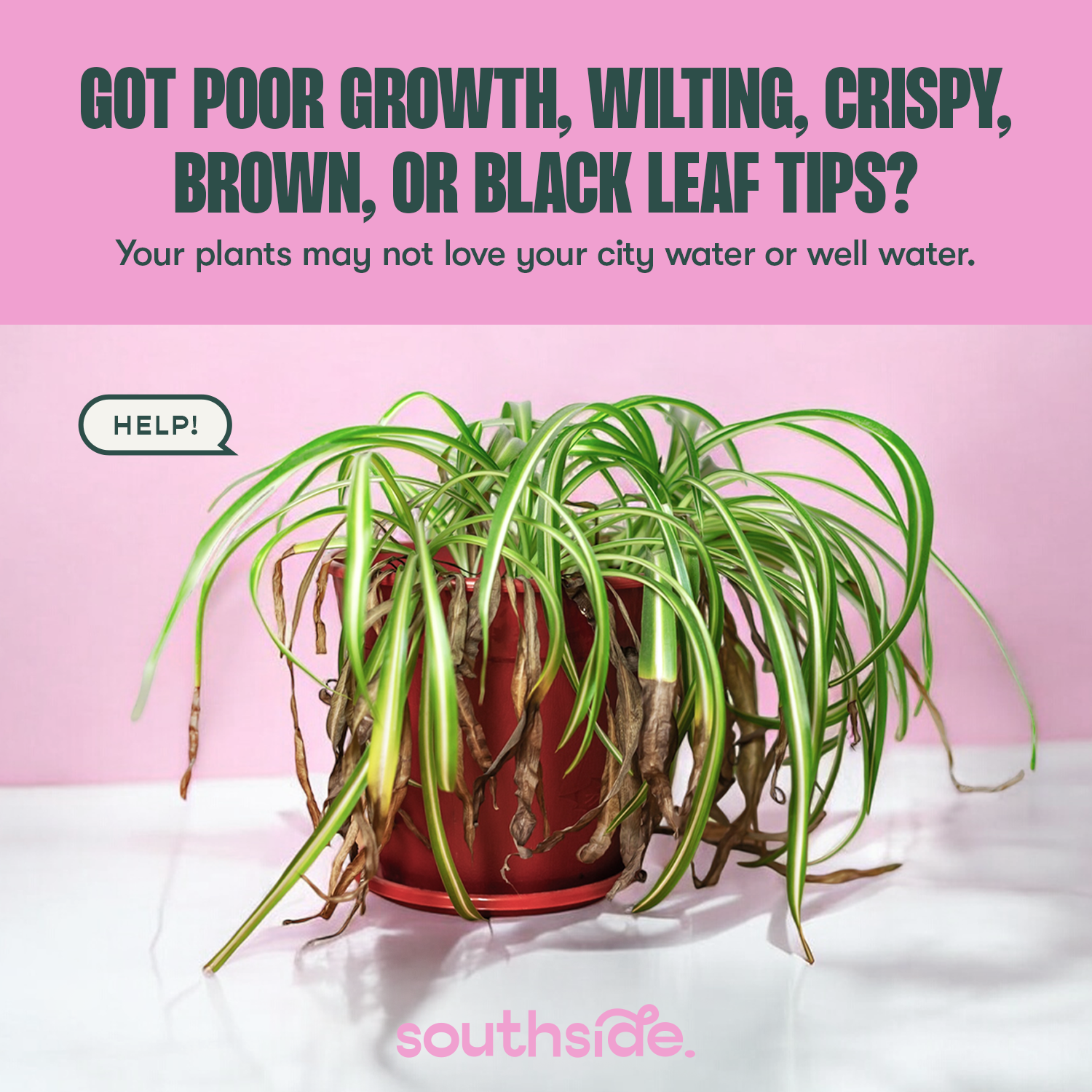 Southside. - Vente Engrais - Climatiseur d'eau du robinet Houseplant2