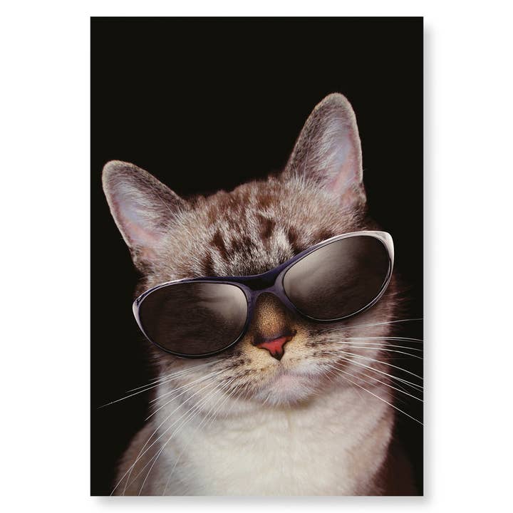 COOL CAT: Stampa artistica per la vendita all'ingrosso da parte di Ezen Trade