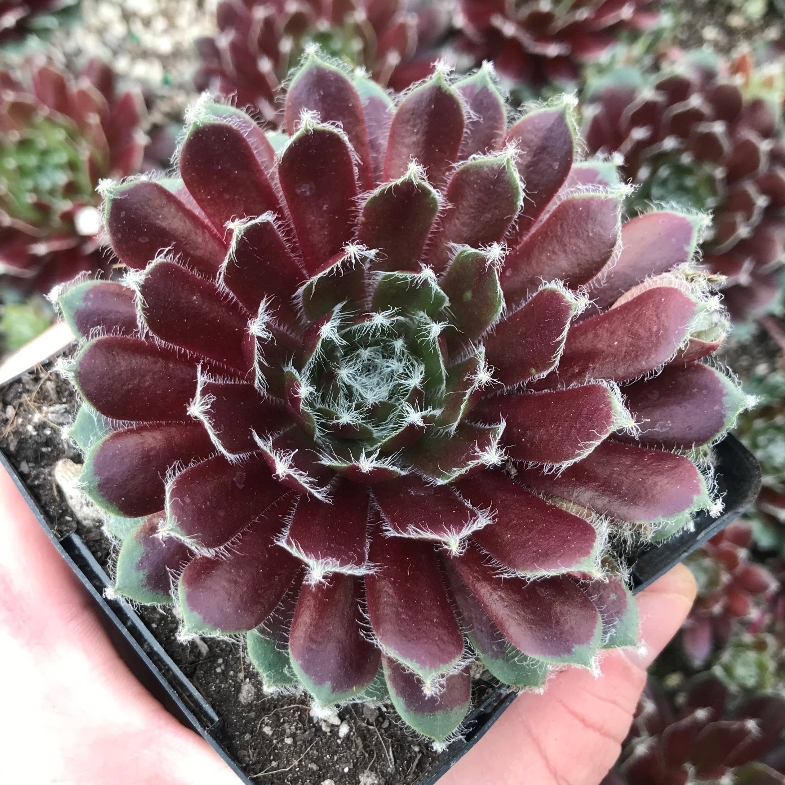 Best Plant Friend - Wholesale Succulent - Sempervivum 'Jade Rose' 2" Grower Pot - Green-Red Succulent0