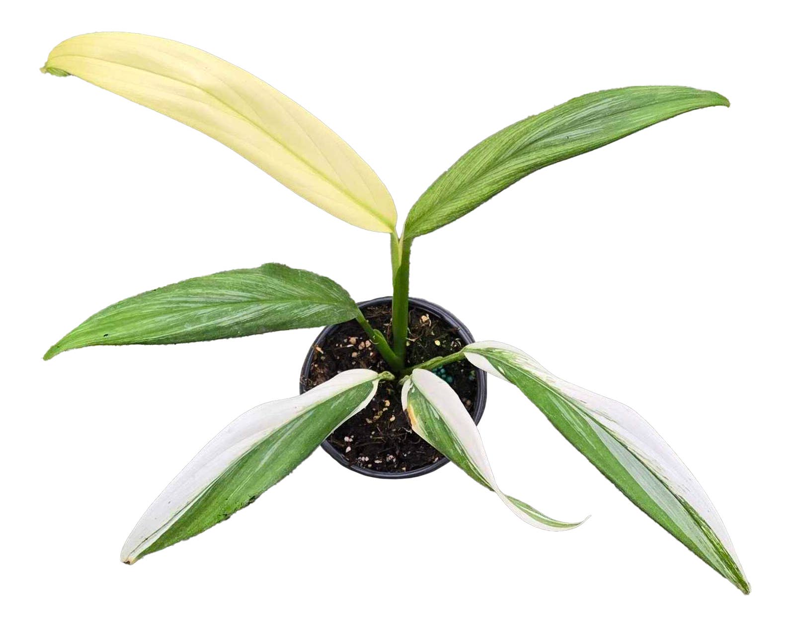 Arcadia Garden Products - Wholesale Plant Pot - Epipremnum Amplissum Albo 4 inch Grower Pot