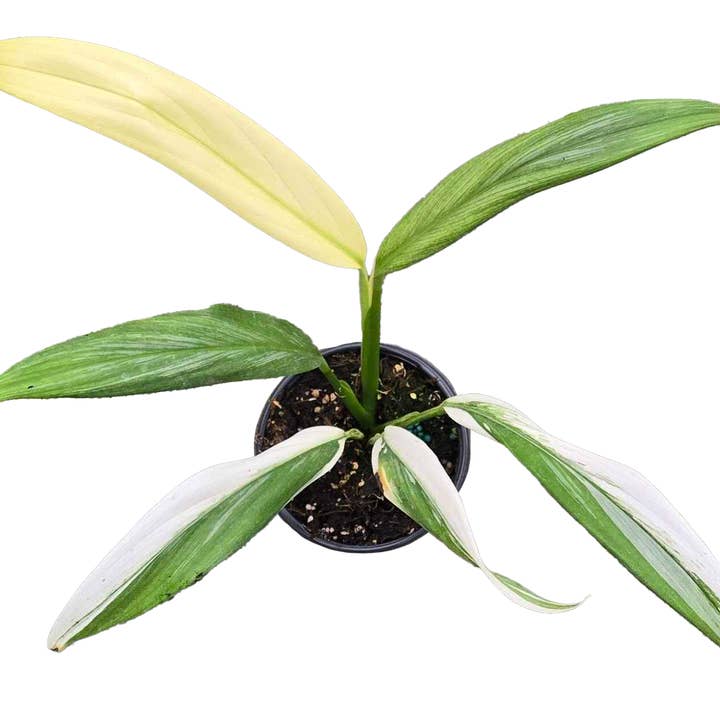 Arcadia Garden Products - Wholesale Plant Pot - Epipremnum Amplissum Albo 4 inch Grower Pot0