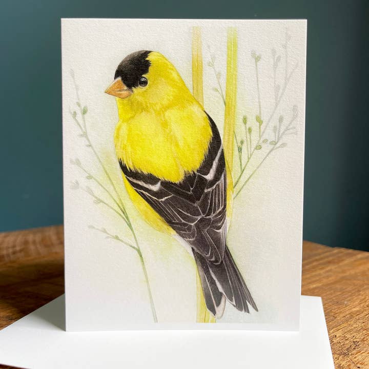 American Goldfinch - Blank Note Card for wholesale by Amy Shawley Paquette