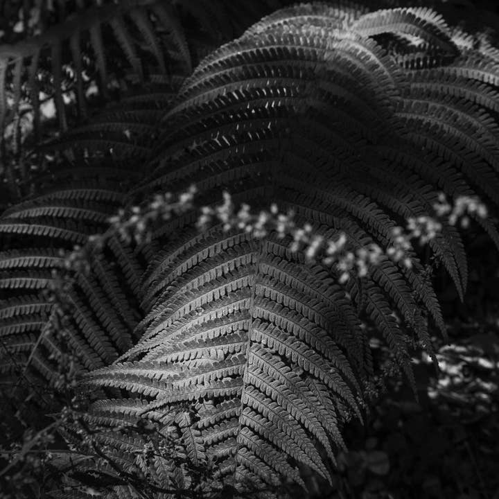 Fotografia de autor por atacado de Nuriart