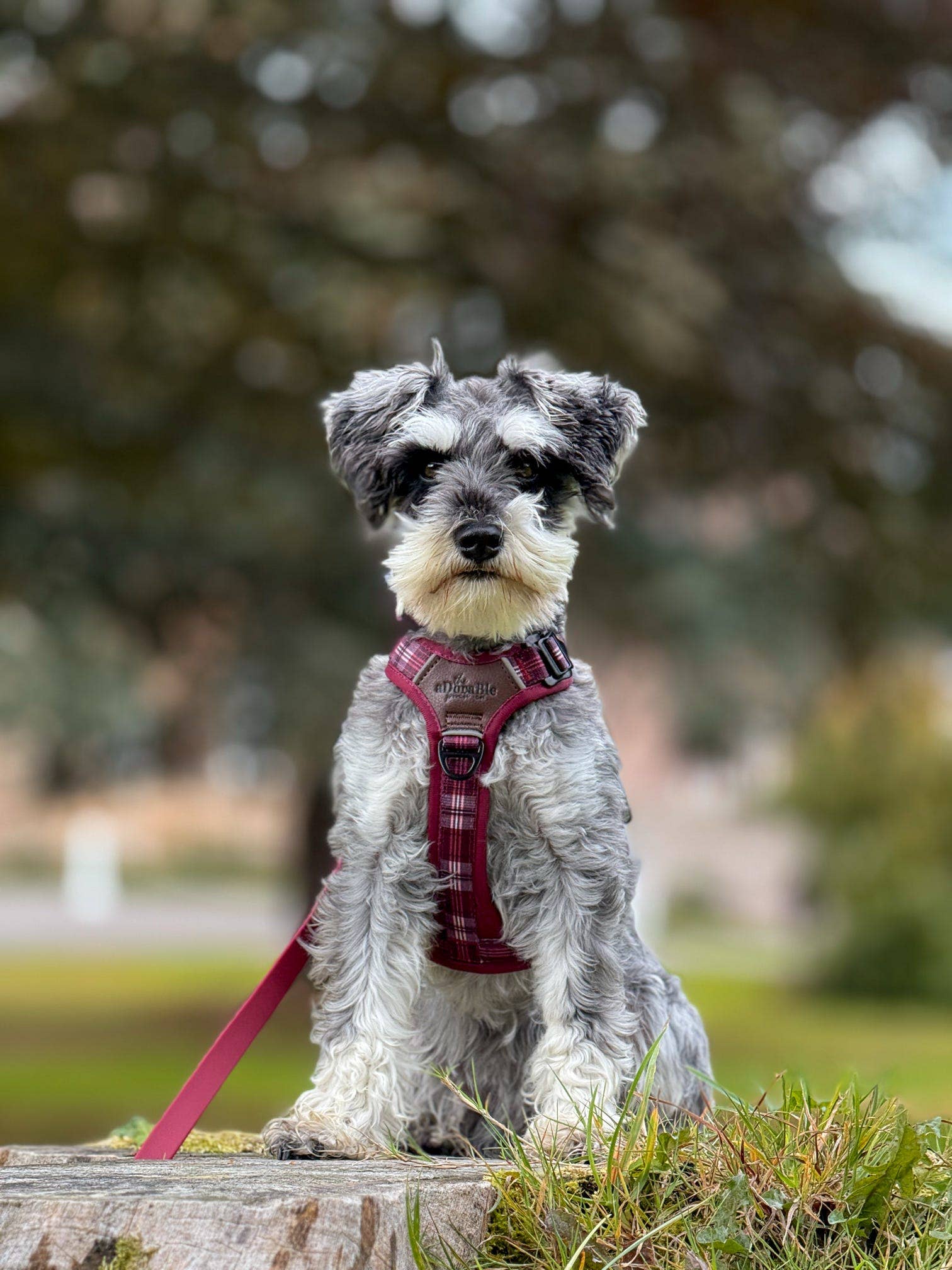 The aDoraBle Pooch Company - Wholesale Pet Harness - Dog - Streamline Pro™ Dog Harness - Heritage Collection - Merlot Manor24