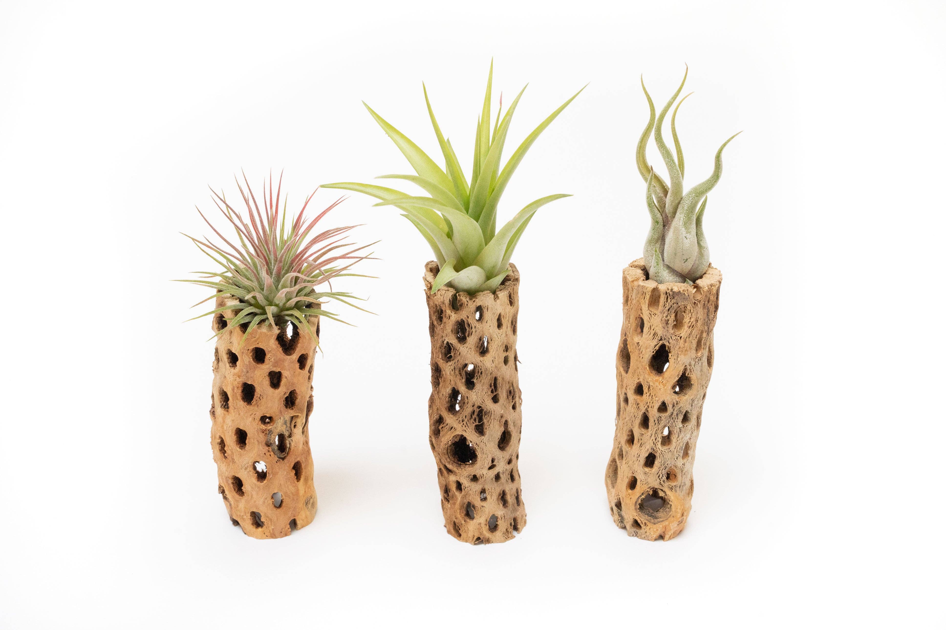 Air Plant Shop - Wholesale Plant Pot - Natural Cholla Wood Container 6 Inches Tall with Air Plants