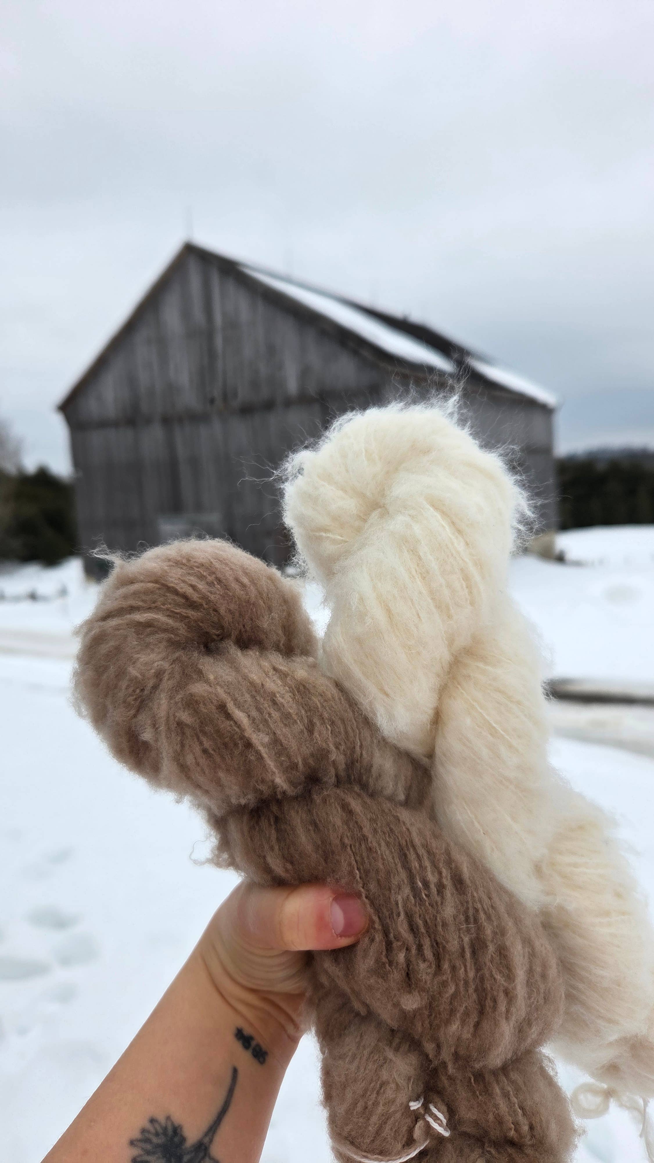 Koigu Wool Designs – wholesale Garn – Andra - Extra-fin Borstad Merinoullgarn29