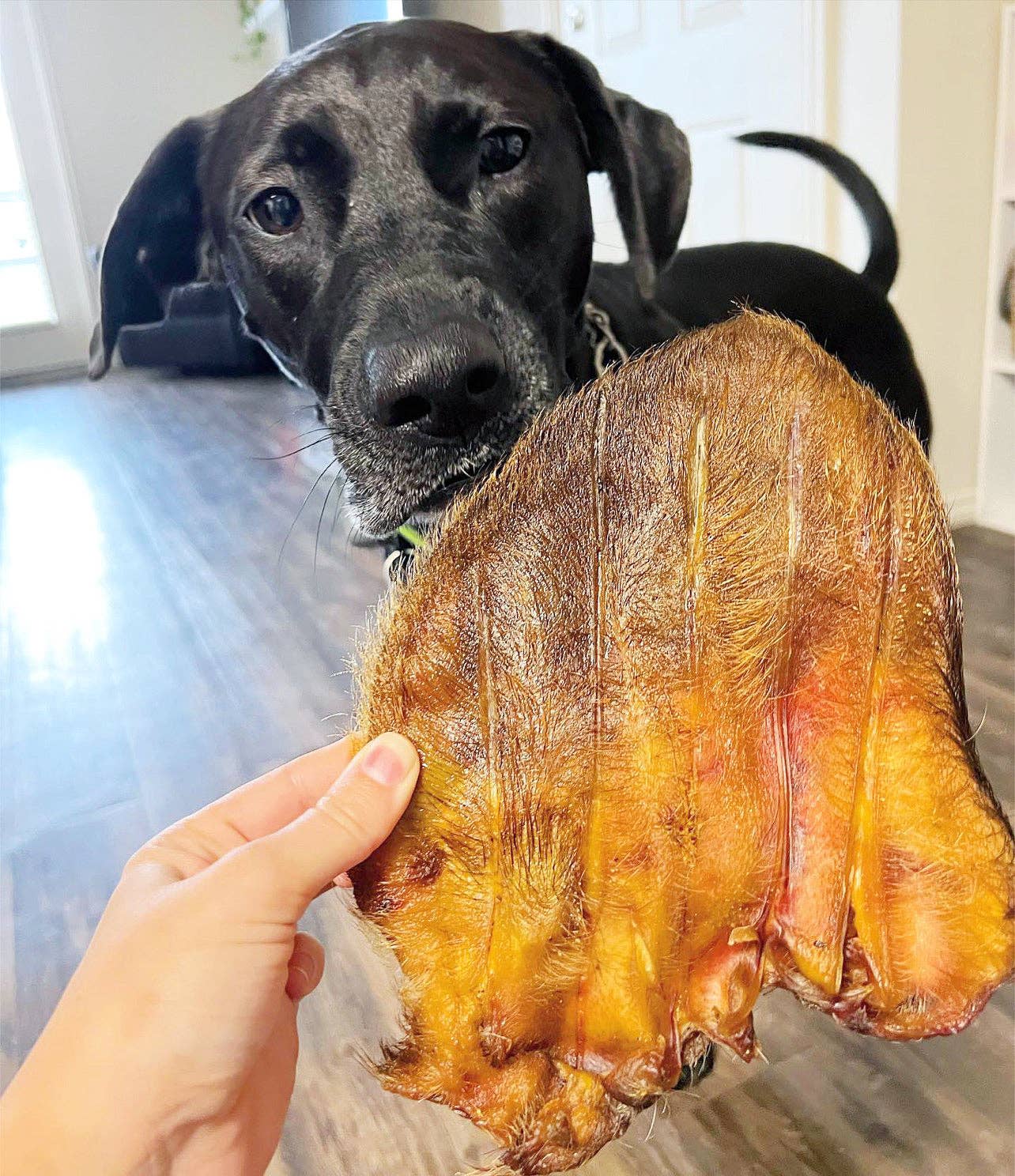 Naked Beasts, Inc. - Wholesale Pet Treats - Dog - Pig Ear (Hairy)3