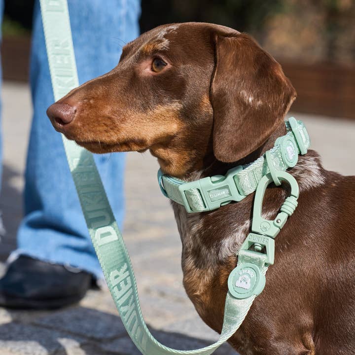 Dukier - Wholesale Pet Collar - Dog - SOFT GREEN DOG COLLAR