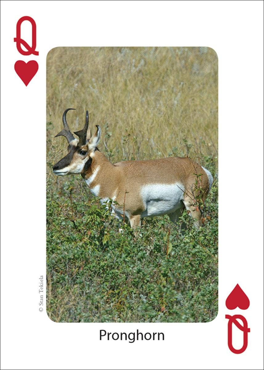 AdventureKEEN - Wholesale Playing Cards - Mammals of Northwest Playing Cards2