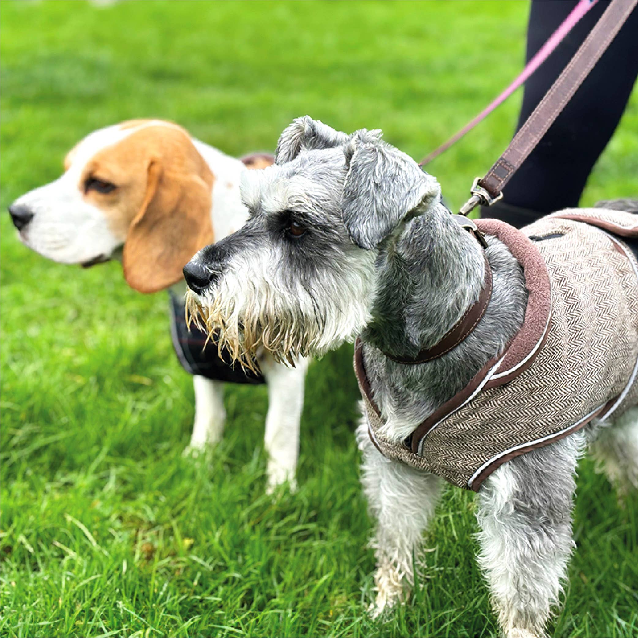 HugglePets - Wholesale Pet Leash - Dog - HugglePets Legacy Leather Dog Lead29