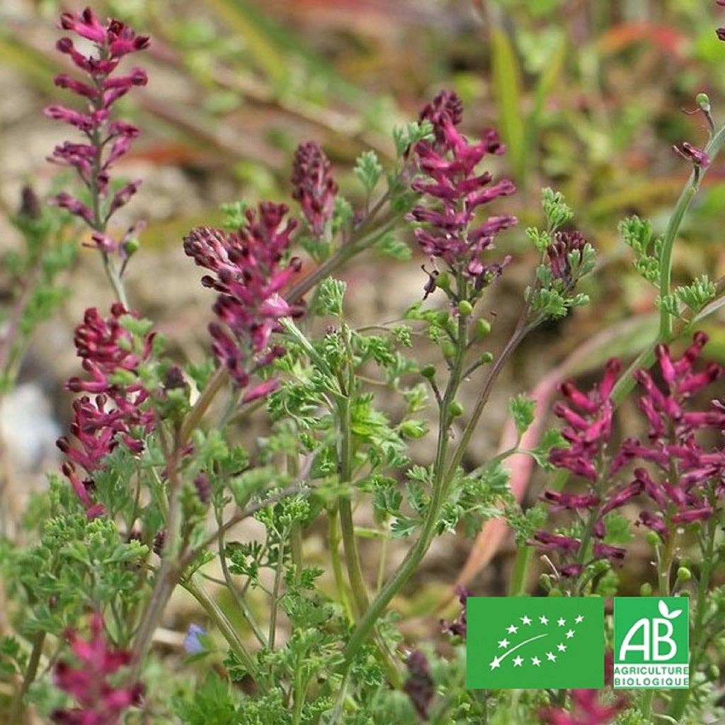 Le Cabri D'Or – Engroshandel Krydderurter – Organisk gødning - Tørret plante1