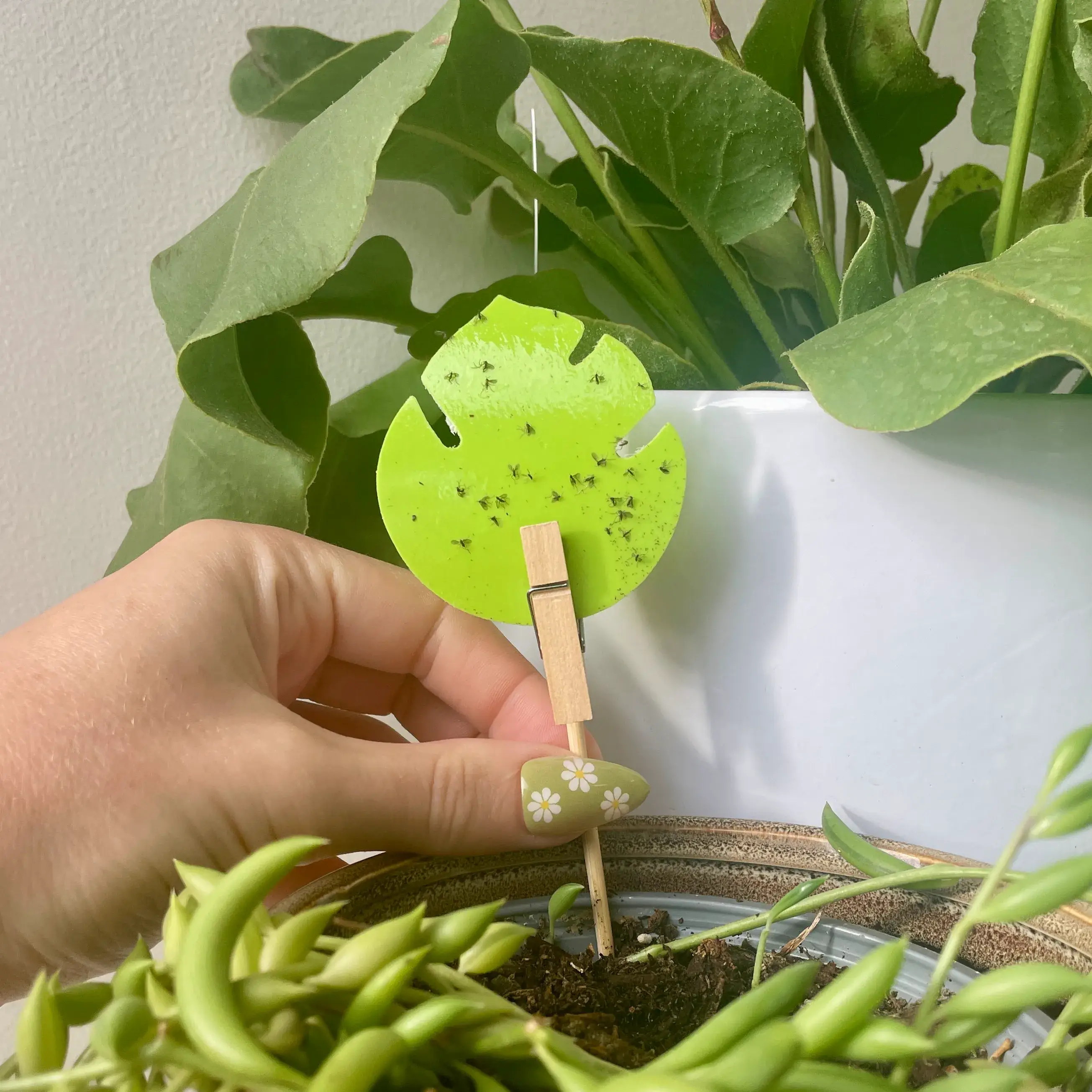 uBloomd - Wholesale Garden tool - Monstera Leaf Green Plant Traps3