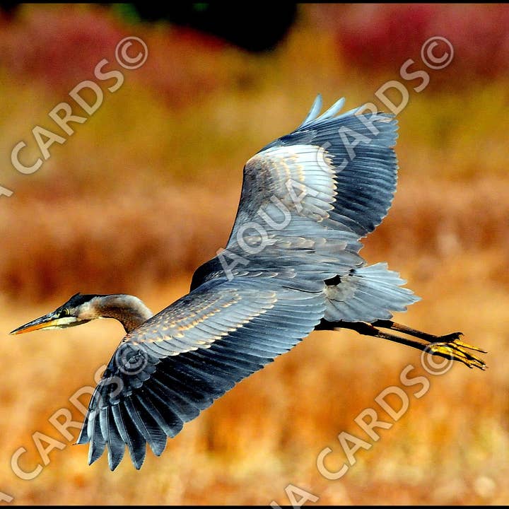 1127 - Heron In Flight for wholesale by Aqua Cards