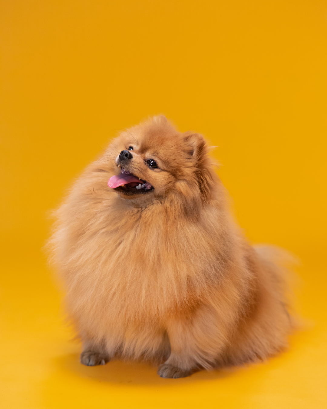 Masco Beauty - Wholesale Pet Shampoo - Dog - Dry Shampoo Mousse-Foam for Dogs – No Rinse, Instant Clean 3