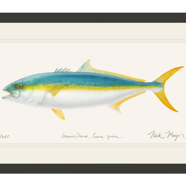 California Yellowtail II Begrænset Udgave Print for engroshandel hos Nick Mayer Art