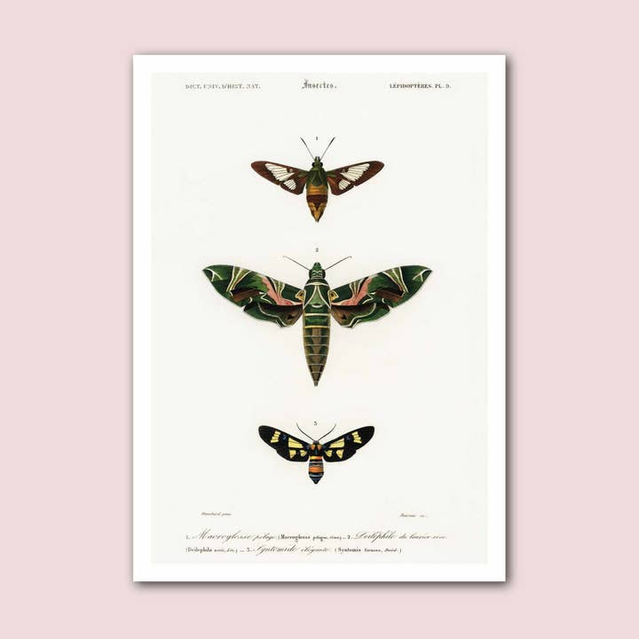 Green Moths Illustration Vintage Insect Print for wholesale by Holland Road Prints
