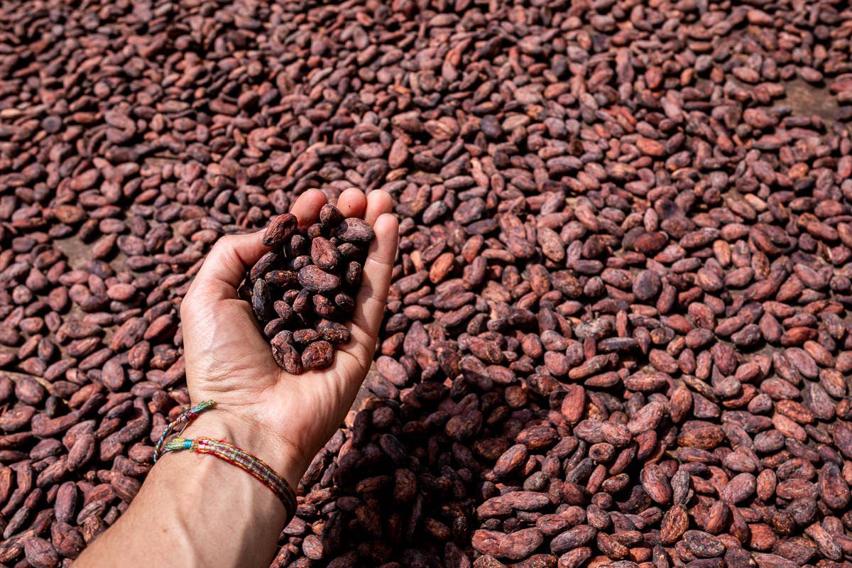 Cox&Co – wholesale Chocolate bar – Miso & Caramel 47% Dark Chocolate - 70g2