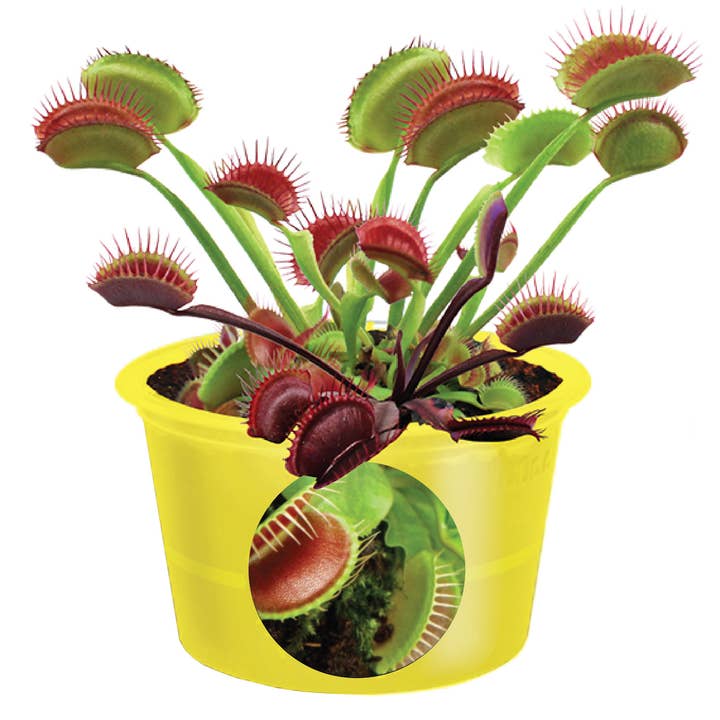Silver Circle Products - Wholesale Plant Seeds - Eco Seed Sprouts - Fly Trap Ed