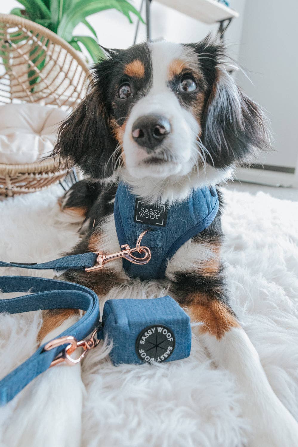SASSY WOOF - Wholesale Pet Harness - Dog - Dog Adjustable Harness - Denim9