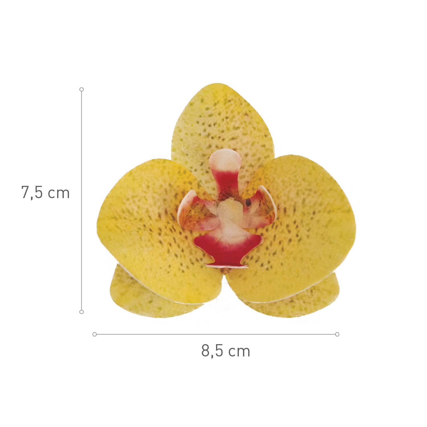 dekora – Engroshandel Kagepynt – Spiselige vaffelblomster til kage, 8,5 - 7,5 cm27