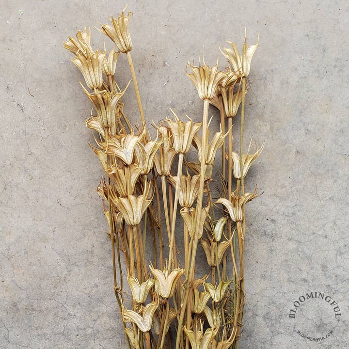 Dried Nigella Orientalis Flower - Natural Beige, Camel (035) for wholesale by BLOOMINGFUL.COM