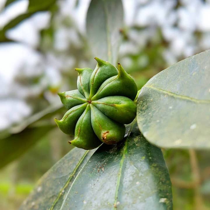 Burlap & Barrel - Wholesale Dried Spice - Smoked Star Anise - Single Origin Spice & Seasoning1