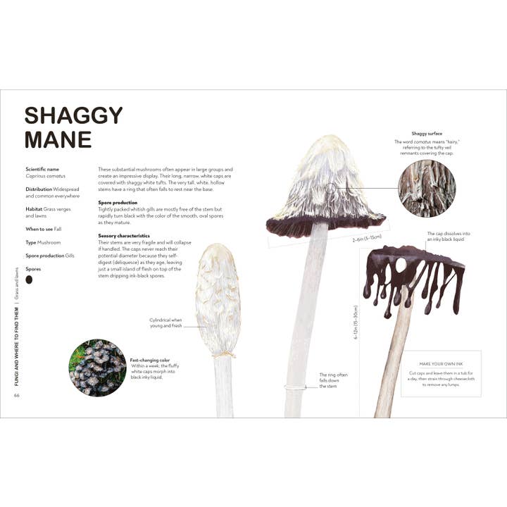 Penguin Random House LLC - Wholesale Nature & Outdoors - Fungi Gardeners3