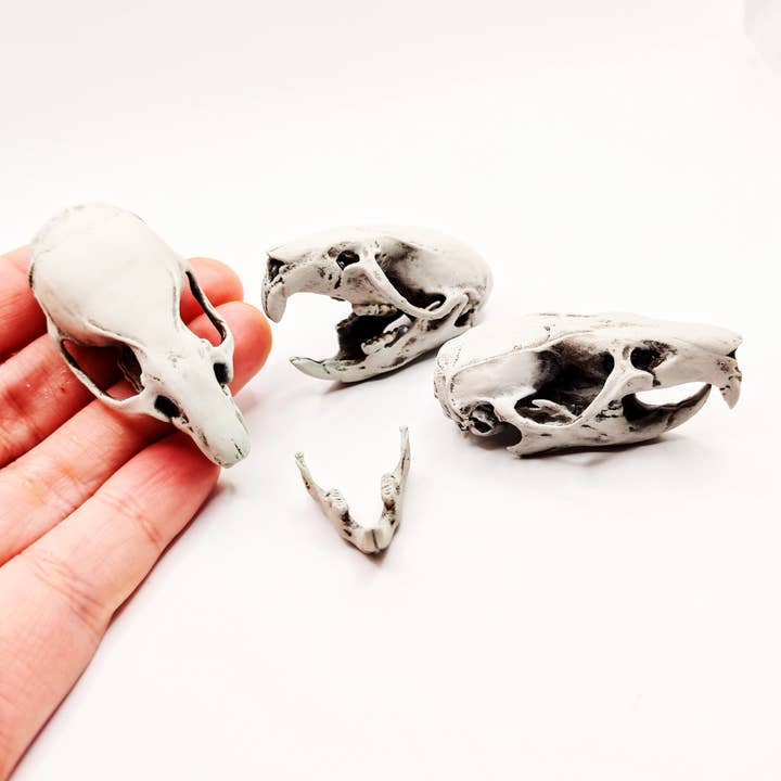The Scale Grail – wholesale Decorative figurine – Brown Rat Skull - 1:1 Scale full size replica rodent cranium curiosities and oddities, bone skeleton collector gift and decoration (1 skull)
