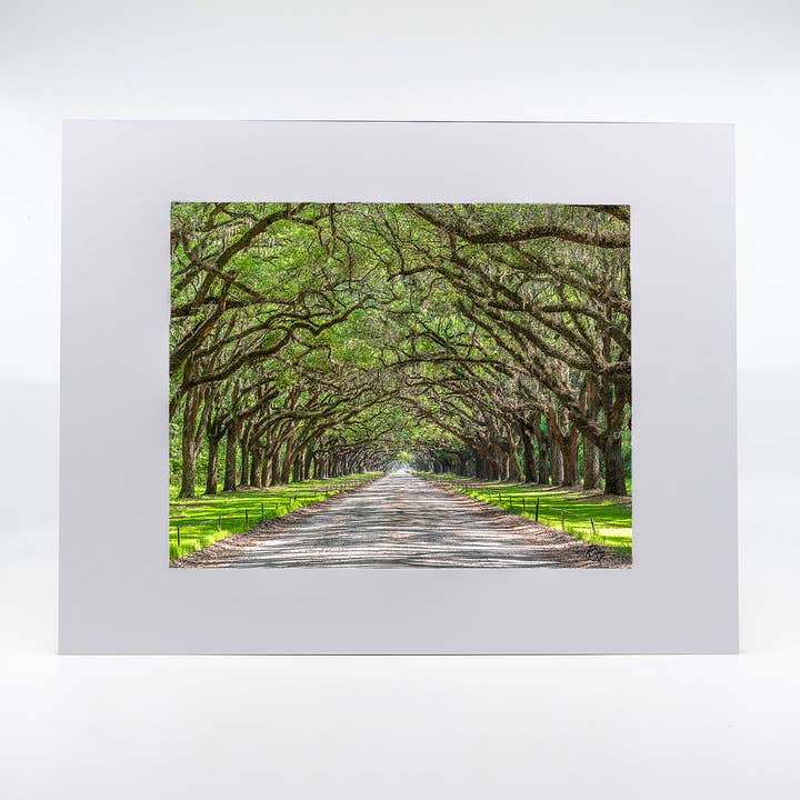 Oeuvre d'art - Wormsloe Plantation 2 pour la vente par Mike Ring Photography