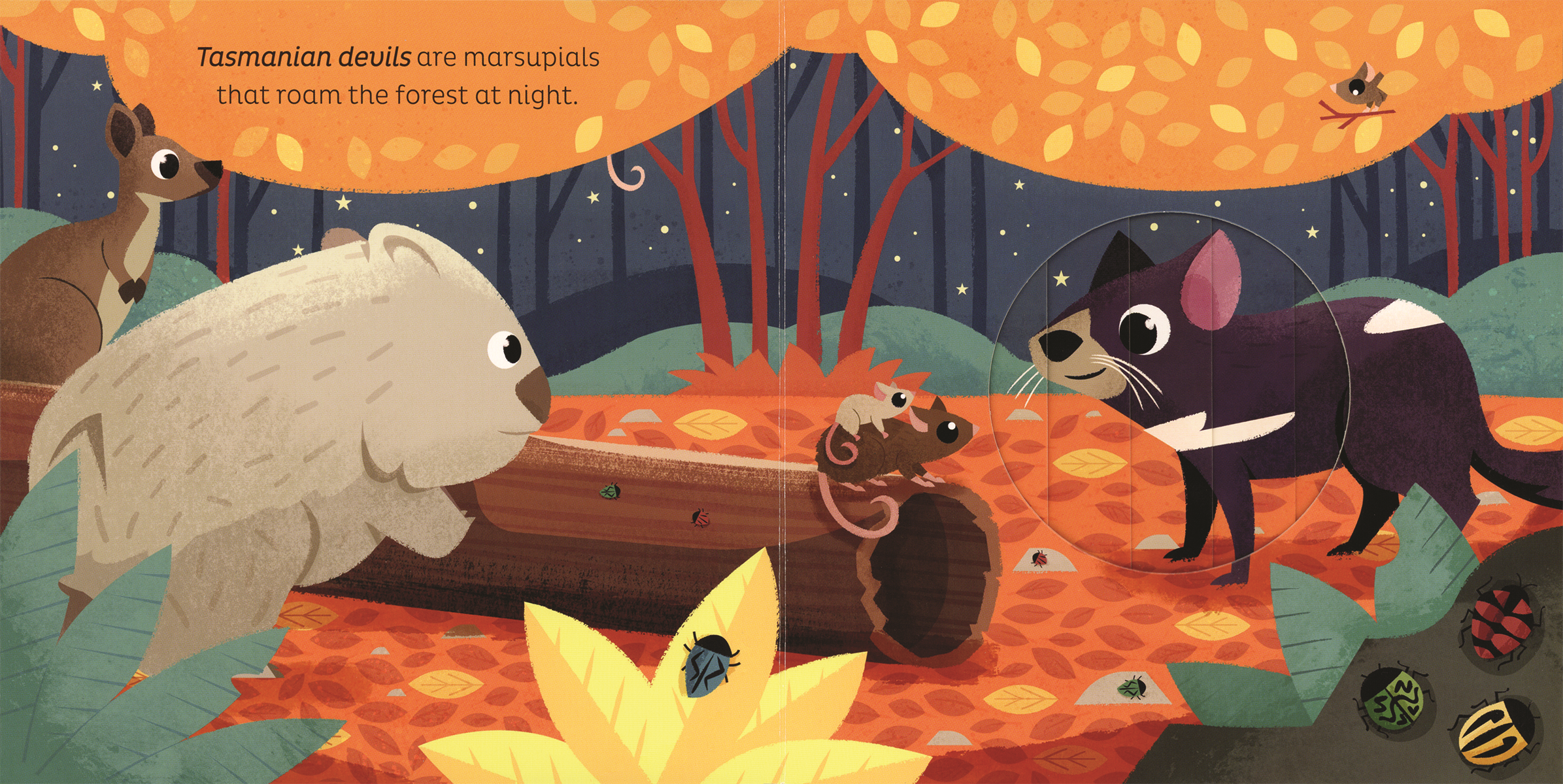 EDC Publishing - Wholesale Preschool Book (3-5) - Animal Magic: In the Night3