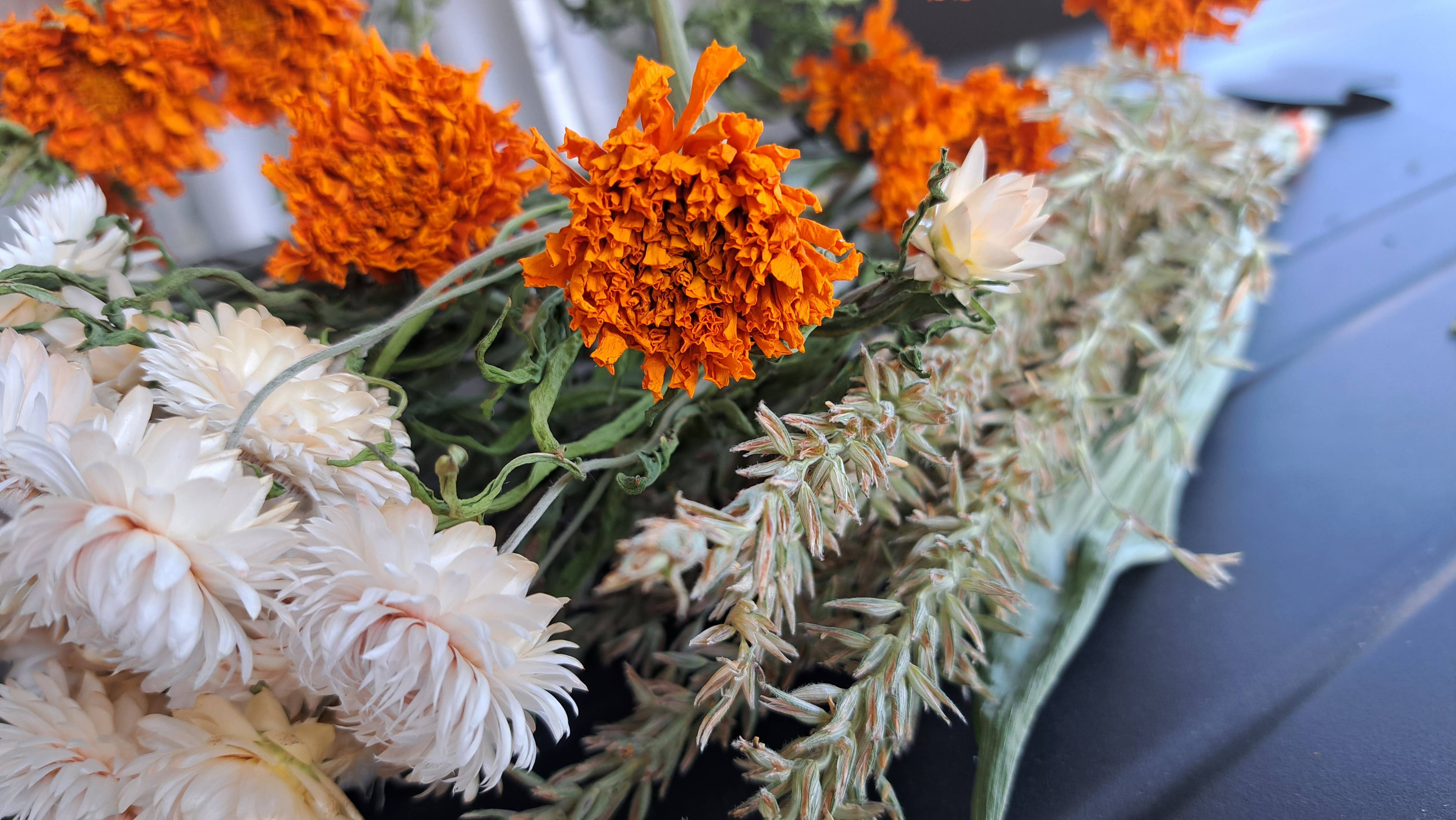 Fence Post Florals - Wholesale Dried/Pressed Flowers - Corn Tassels1