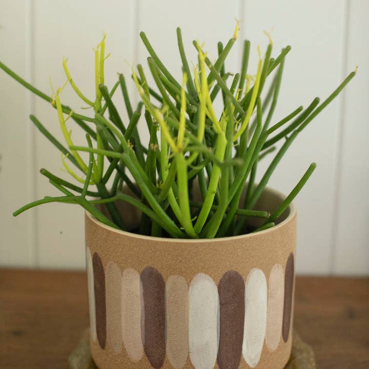 Sugarboo & Co - Wholesale Plant Pot - Ceramic Planter with Paint Strokes 7.5" x 7.5" x 6"1