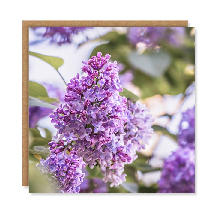 Floral Lilac Blossom Greeting Card for wholesale by Marina Walker