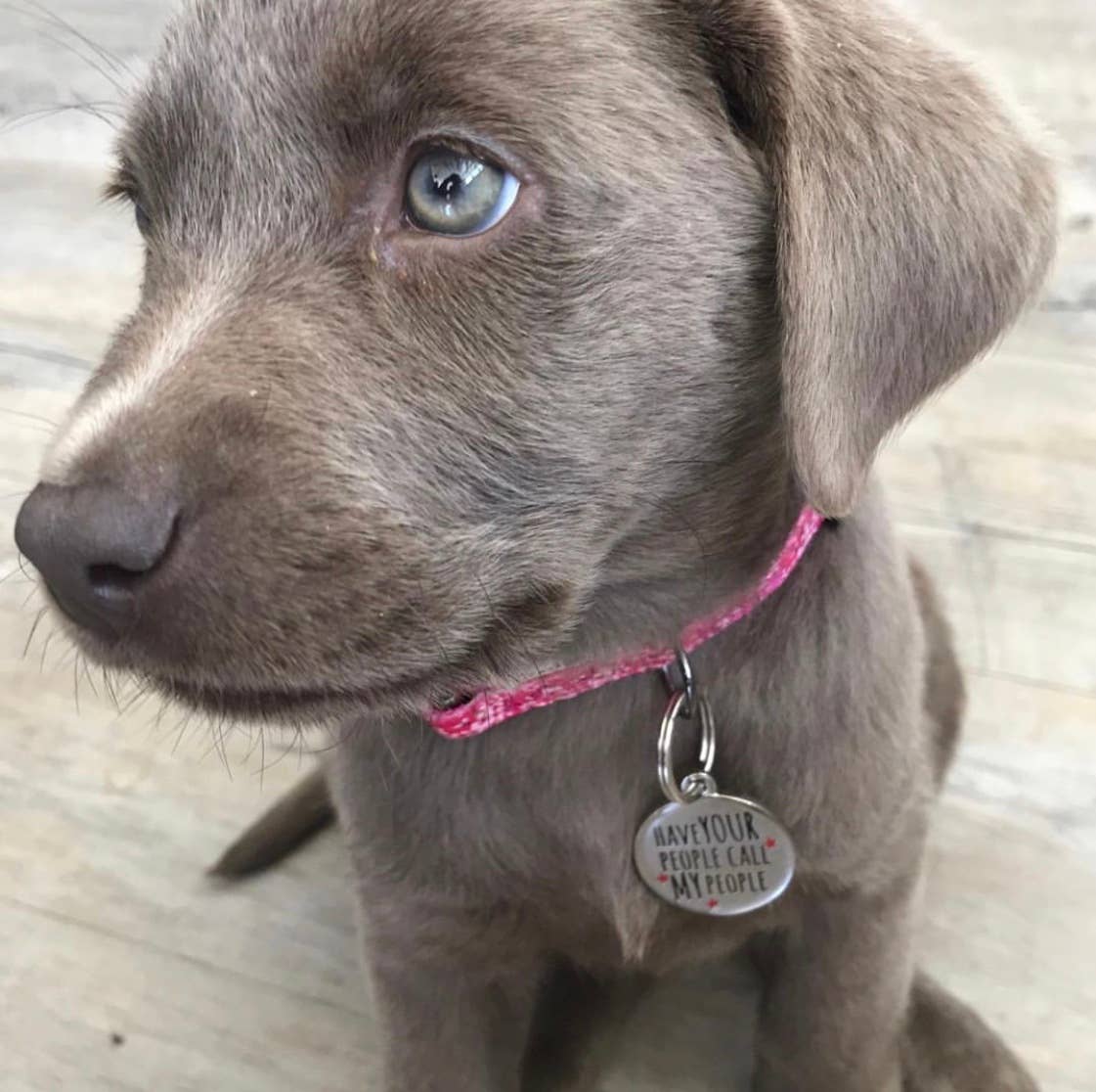 Sweet William Designs – Großhandel Haustiermarke – Katze/Hund – Namensschild für Hunde — „Lass deine Leute meine Leute anrufen“8