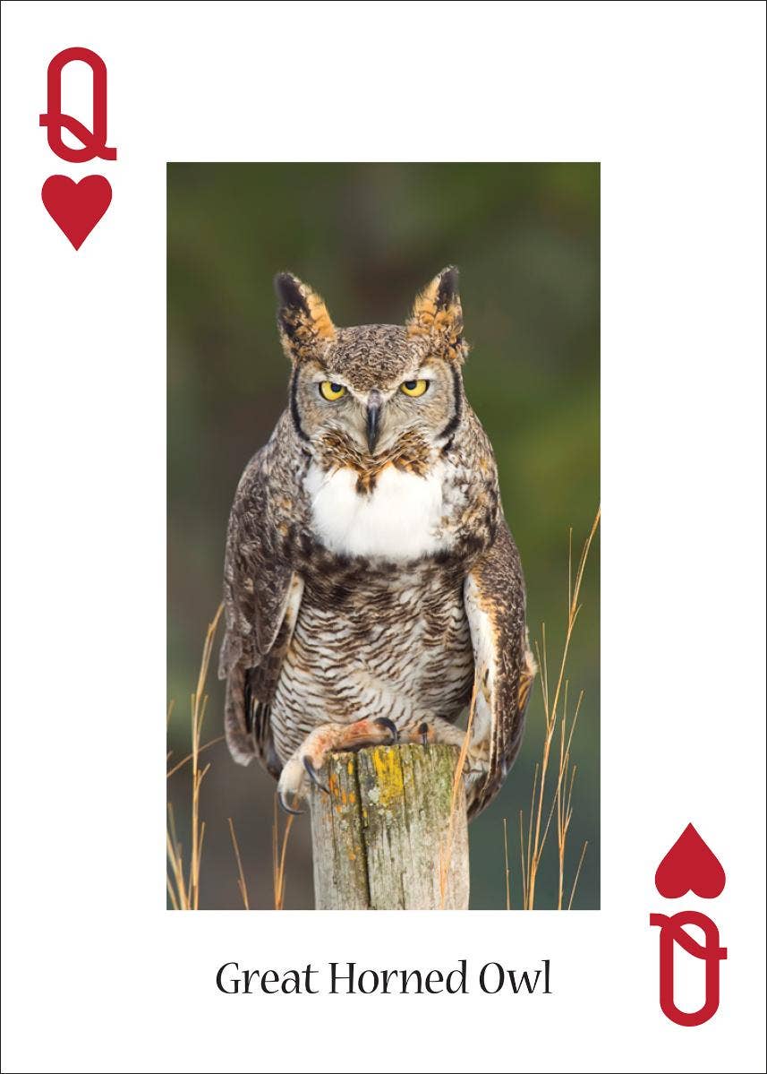 AdventureKEEN - Wholesale Playing Cards - Owls Playing Cards3