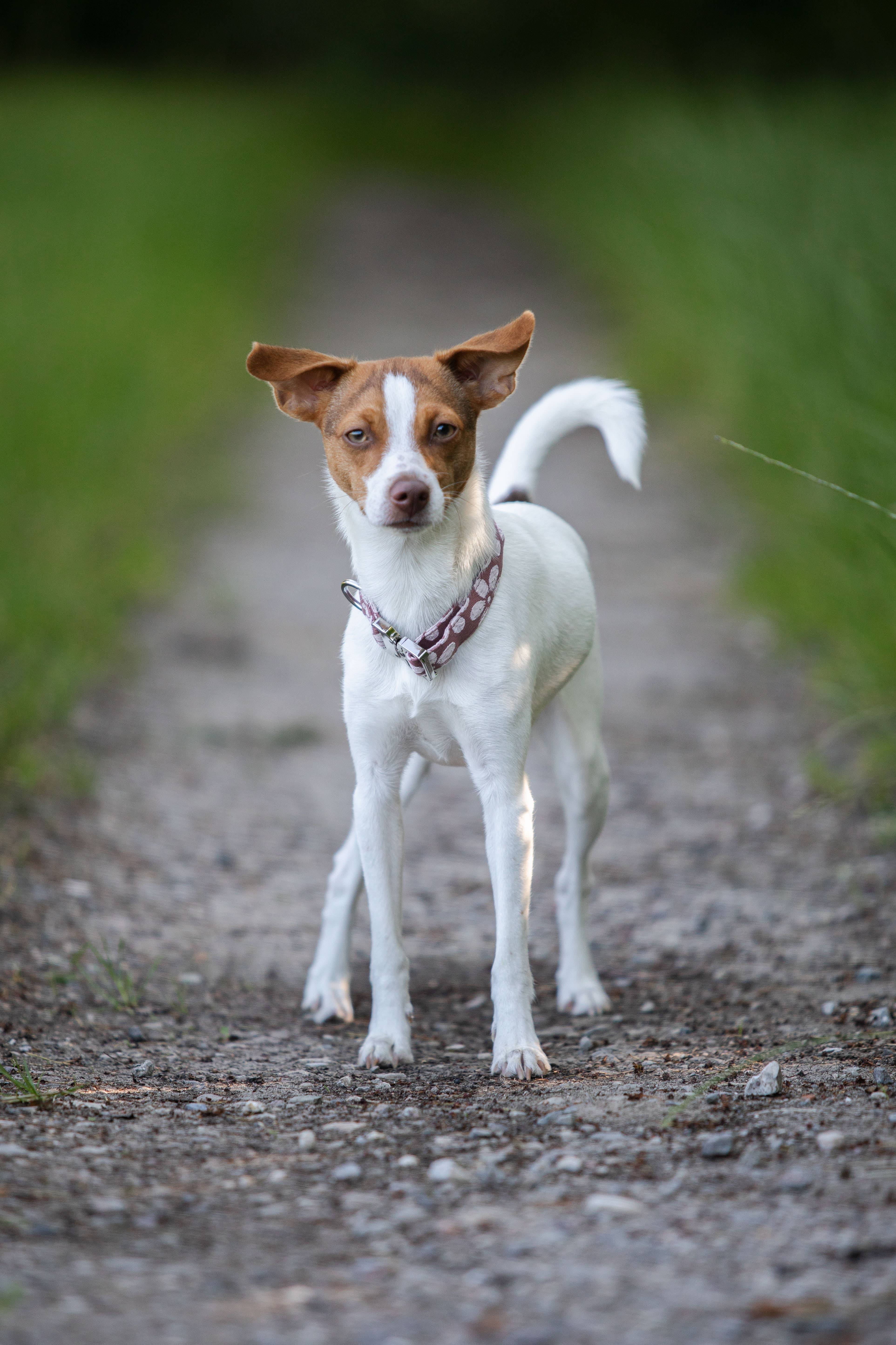 Collarfull – wholesale Pet collar – Dog – Collar - Flourish & Fade2