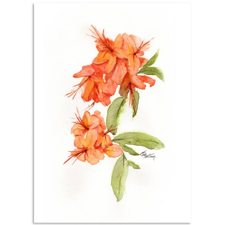 Flammenazalee für den Großhandel von Moonlight & Grace