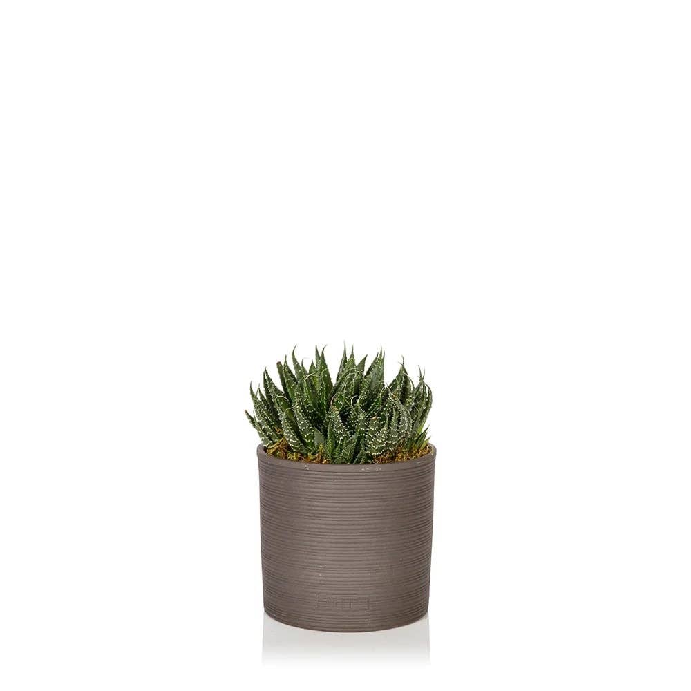The Little Botanical - Wholesale Live Plant - Haworthia in Ceramic Pot for Indoor Décor18
