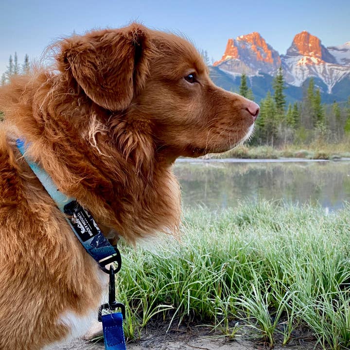 Rocky Mountain Dog - Wholesale Pet Collar - Dog - Canmore Alpine Dog Collar