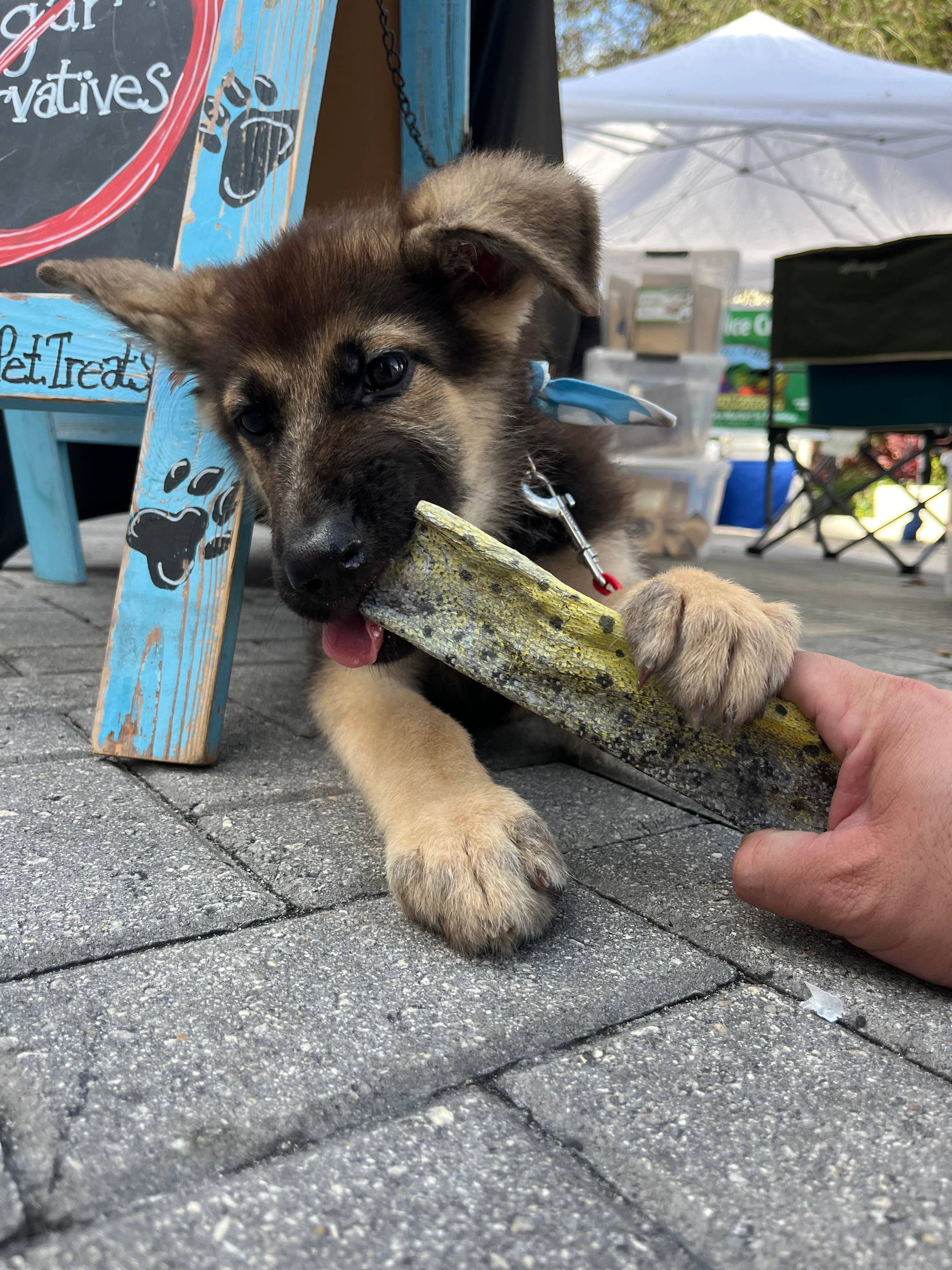 Florida Man Pet Treats - Wholesale Pet Treats - Dog - Dehydrated Mahi Mahi Dog Chew8