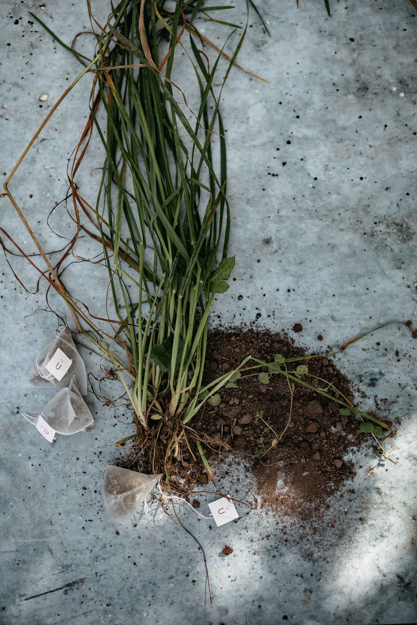 Plūkt - Wholesale Tea Bags - Tea bags BULK PACKAGES // biodegradable, herbal, zerowaste3