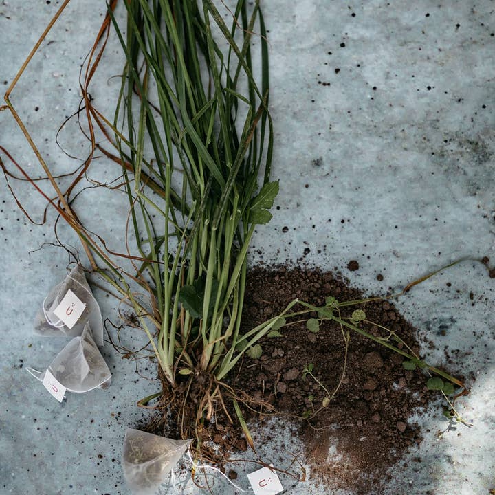 Plūkt - Wholesale Tea Bags - Tea bags BULK PACKAGES // biodegradable, herbal, zerowaste3