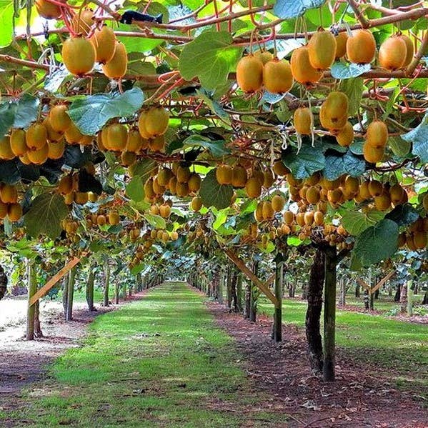 GardenPerspective - Wholesale Live plant - 2 - Kiwi Plant 6-10" Actinidia Deliciosa Tree Live Plant3