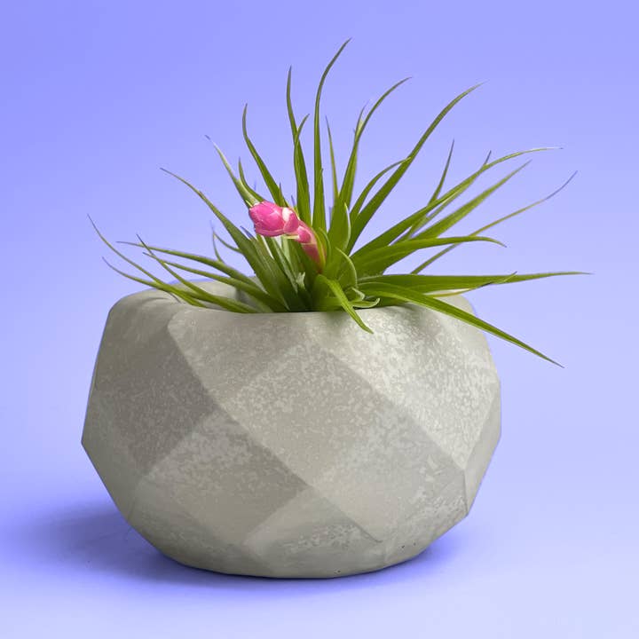 Geometric Air Plant Holder, Concrete Succulent Planter Pot for wholesale by Planters Made in the USA