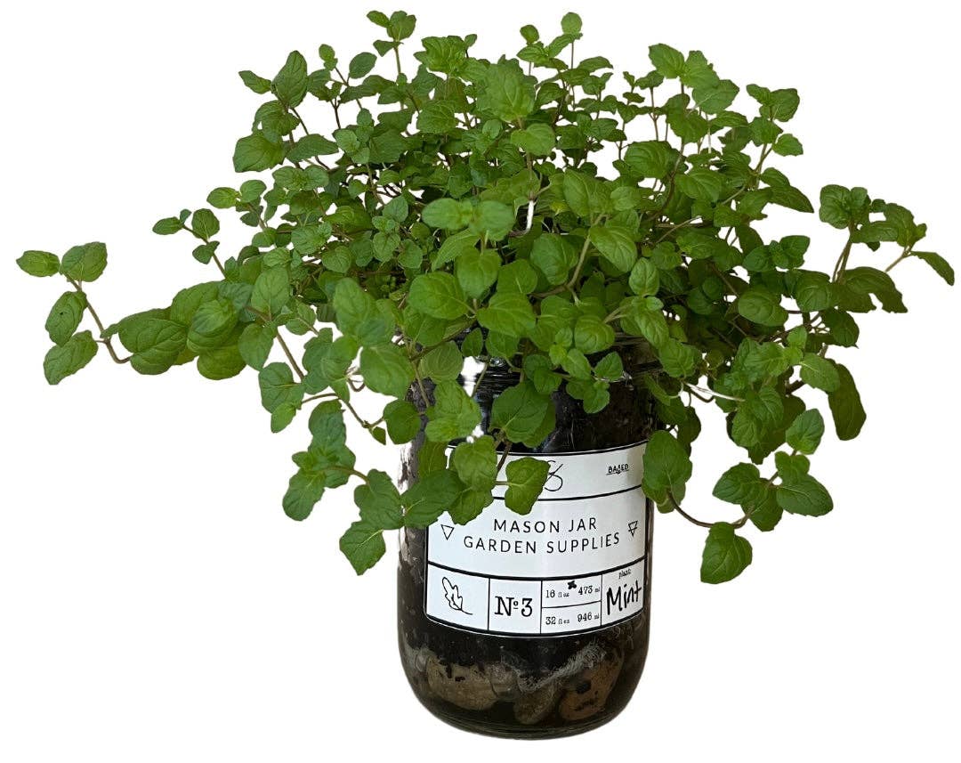 Coco and Seed - Wholesale Plant Seeds - Mason Jar Indoor Herb Garden Supplies Kit with jar8