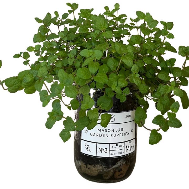Coco and Seed - Wholesale Plant Seeds - Mason Jar Indoor Herb Garden Supplies Kit with jar8