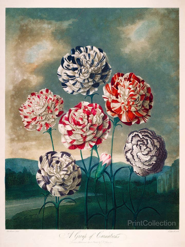 A Group of Carnations for wholesale by Print Collection