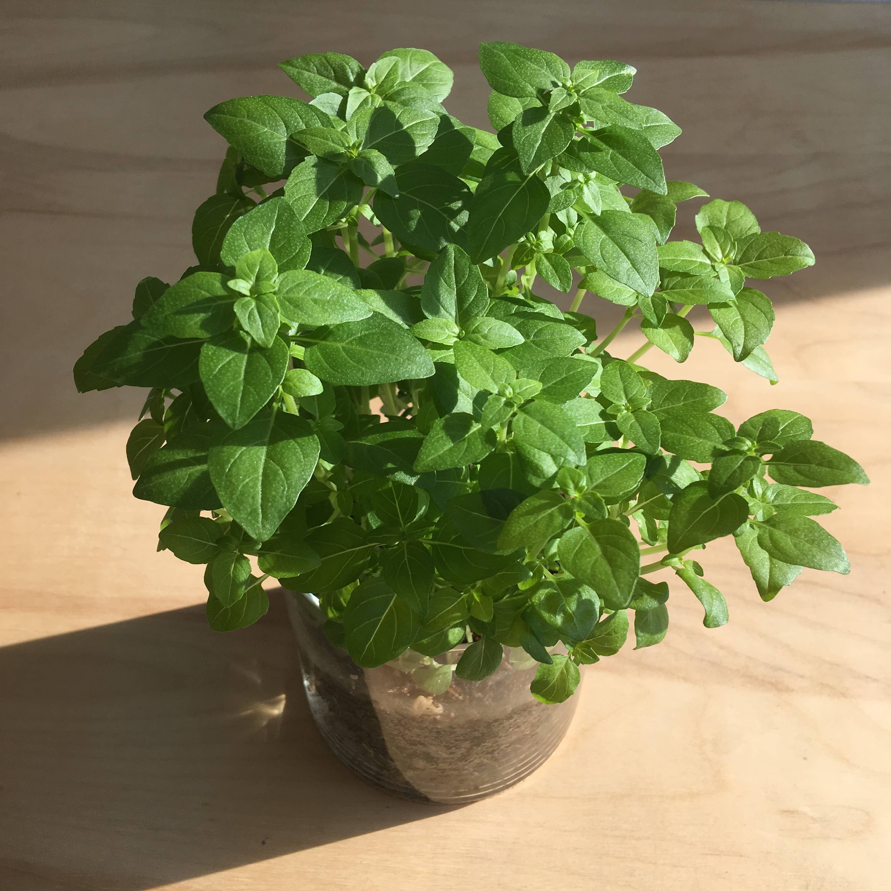 Potting Shed Creations, Ltd. - Wholesale Plant Seeds - Essential Basil Culinary Garden |Valentine • Easter • Spring5