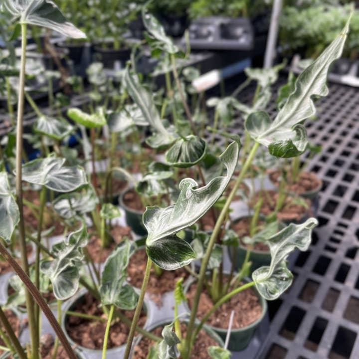 Thorsen's Greenhouse - Wholesale Live Plant - Alocasia Teletubbie - 4" Live Plant - RARE4