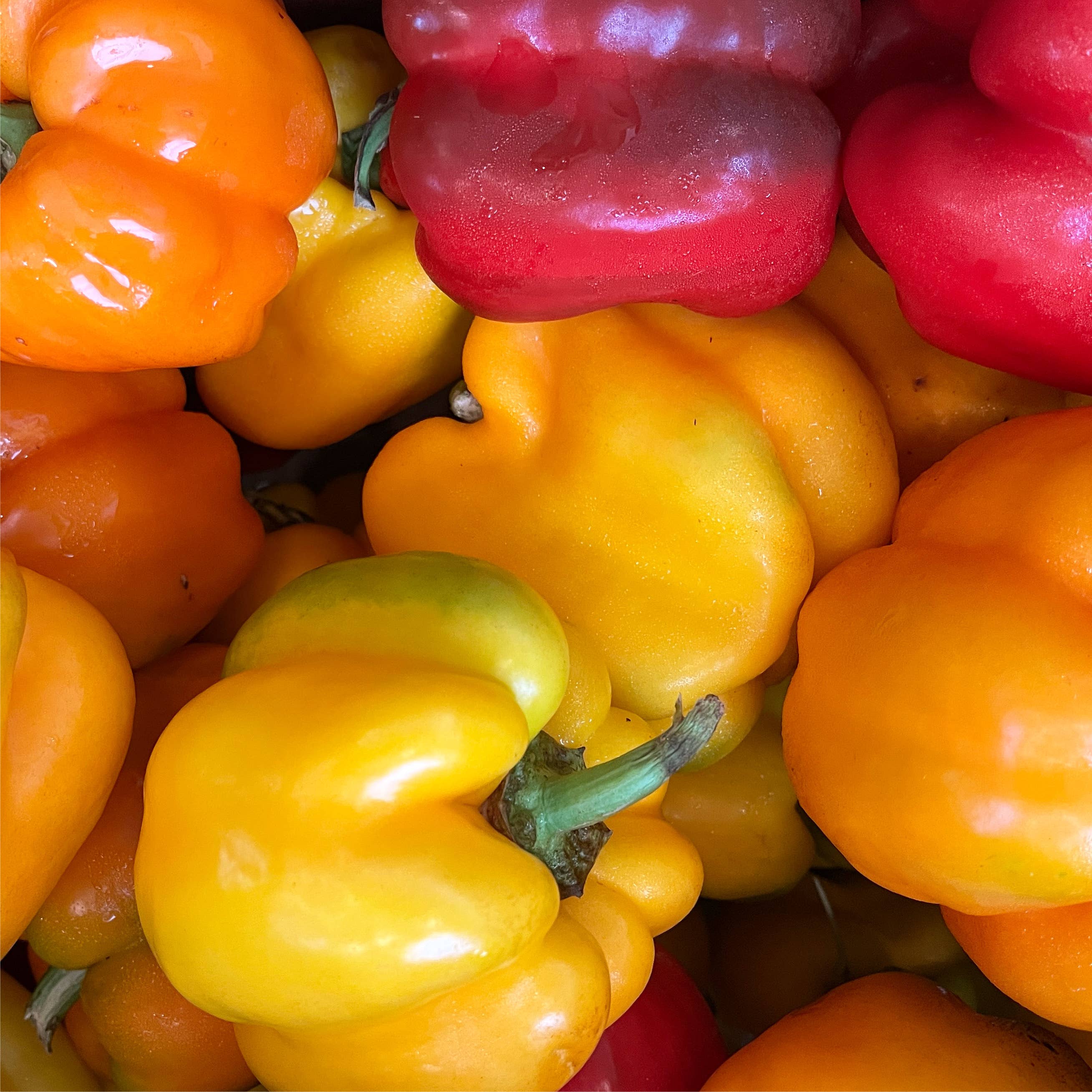 les collines - Wholesale Jam/Jelly - Hot Pepper Jelly1